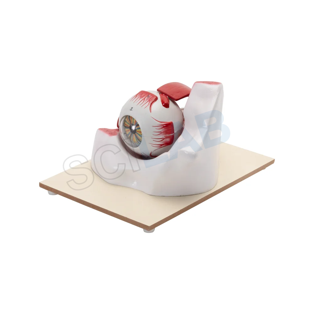 Enlarged 3 Times Human Eye Model in Bony Orbit