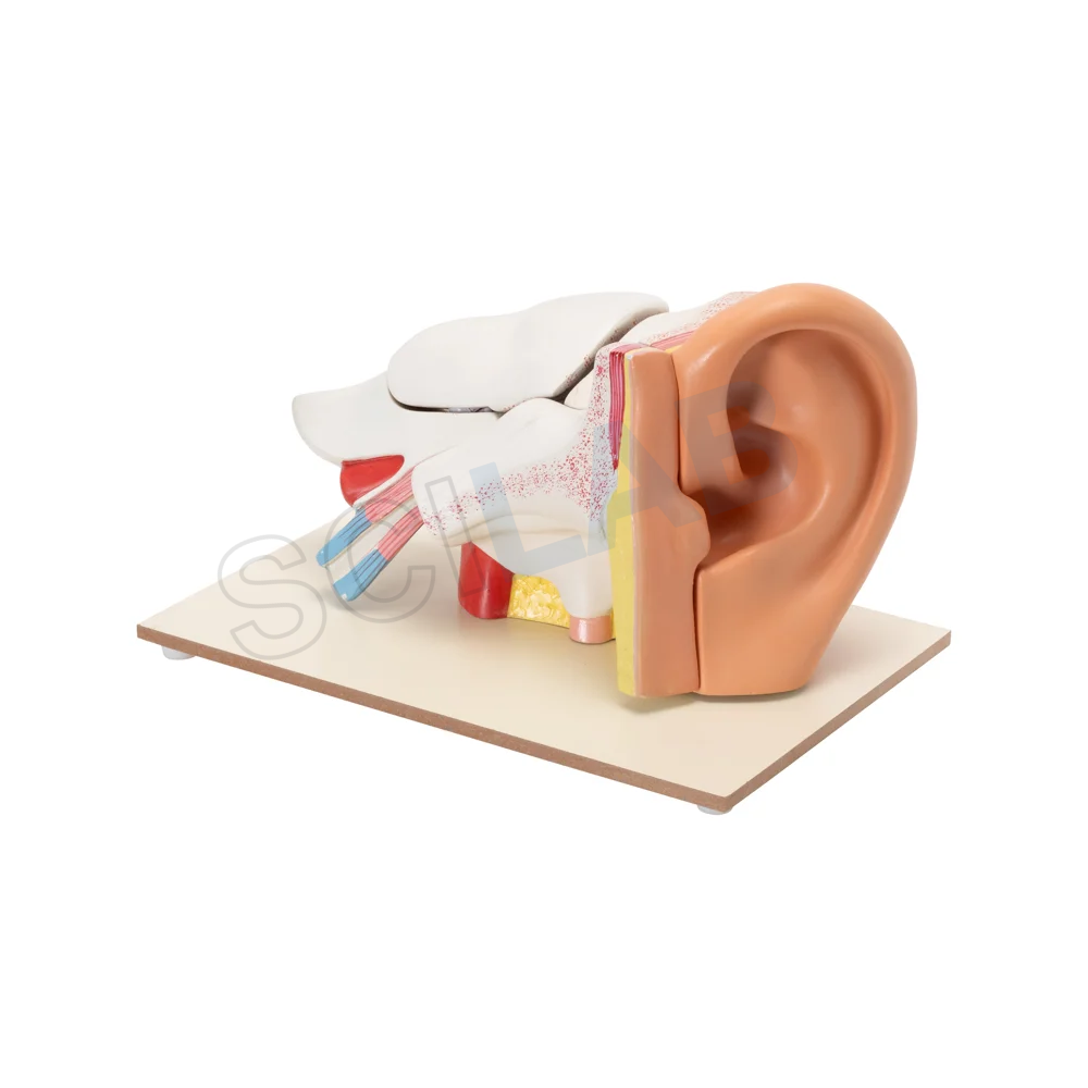 Human Ear Model (6 Times Enlarged)