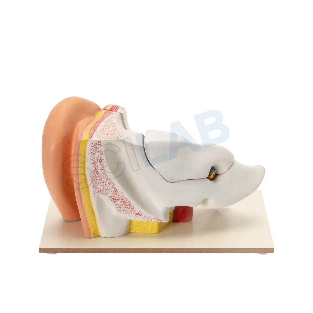 Human Ear Model (6 Times Enlarged)
