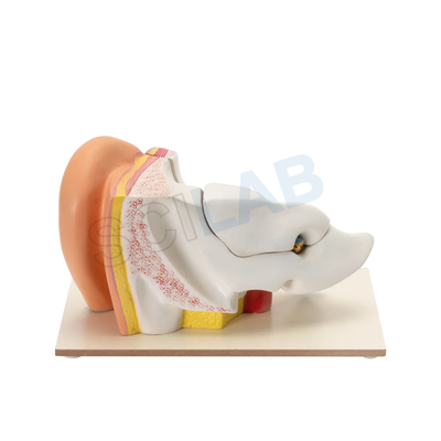 Human Ear Model (6 Times Enlarged)
