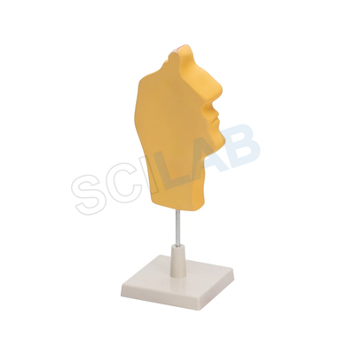 Human Nose Model