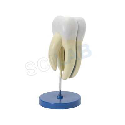 Human Tooth