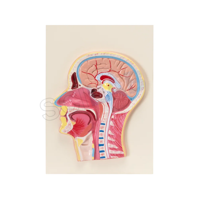 Life-Size Head & Neck Model