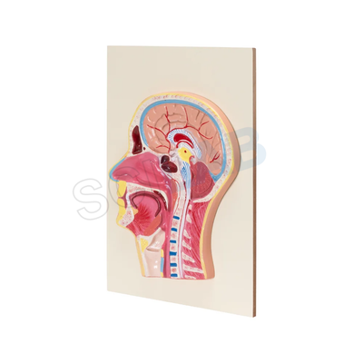 Life-Size Head & Neck Model