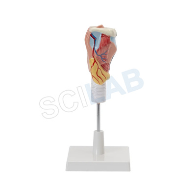 Human Larynx Model