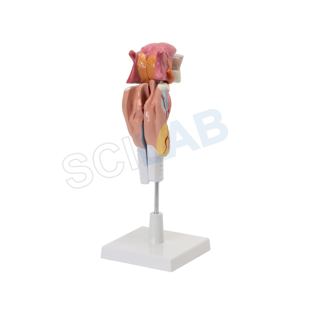 Human Larynx Model with Tongue and Teeth (5 Parts, Life Size)