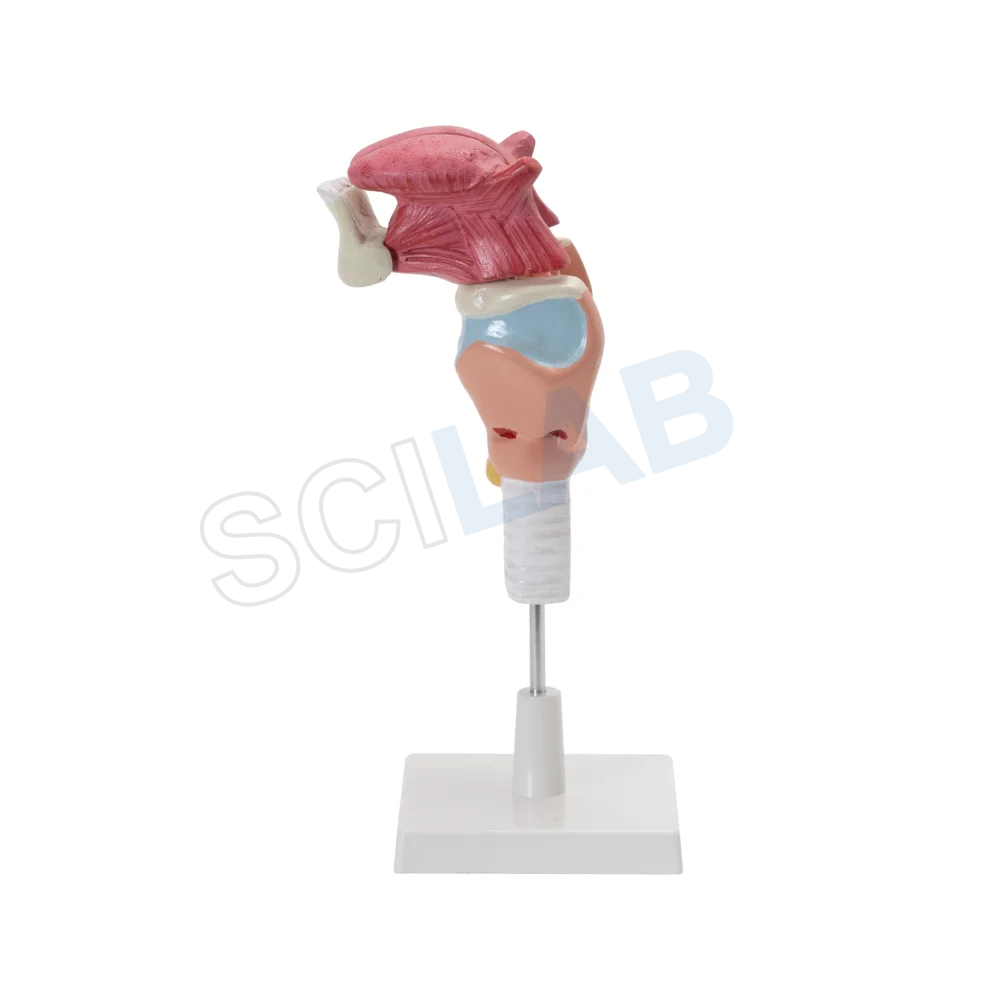 Human Larynx Model with Tongue and Teeth (5 Parts, Life Size)