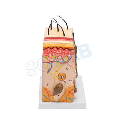 Skin Model