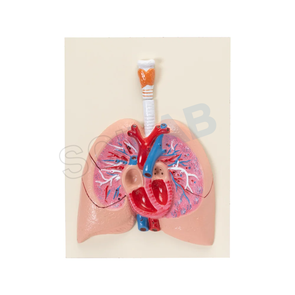 Human Heart with Lungs & Larynx Model