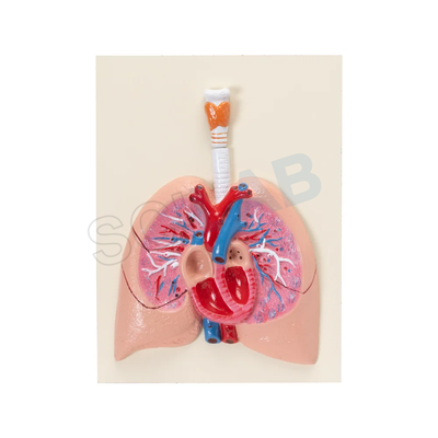 Human Heart with Lungs & Larynx Model