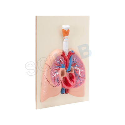 Human Heart with Lungs & Larynx Model
