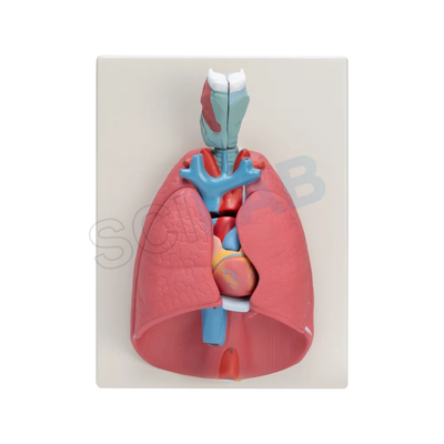 Human Heart Lungs & Larynx (7 Parts)