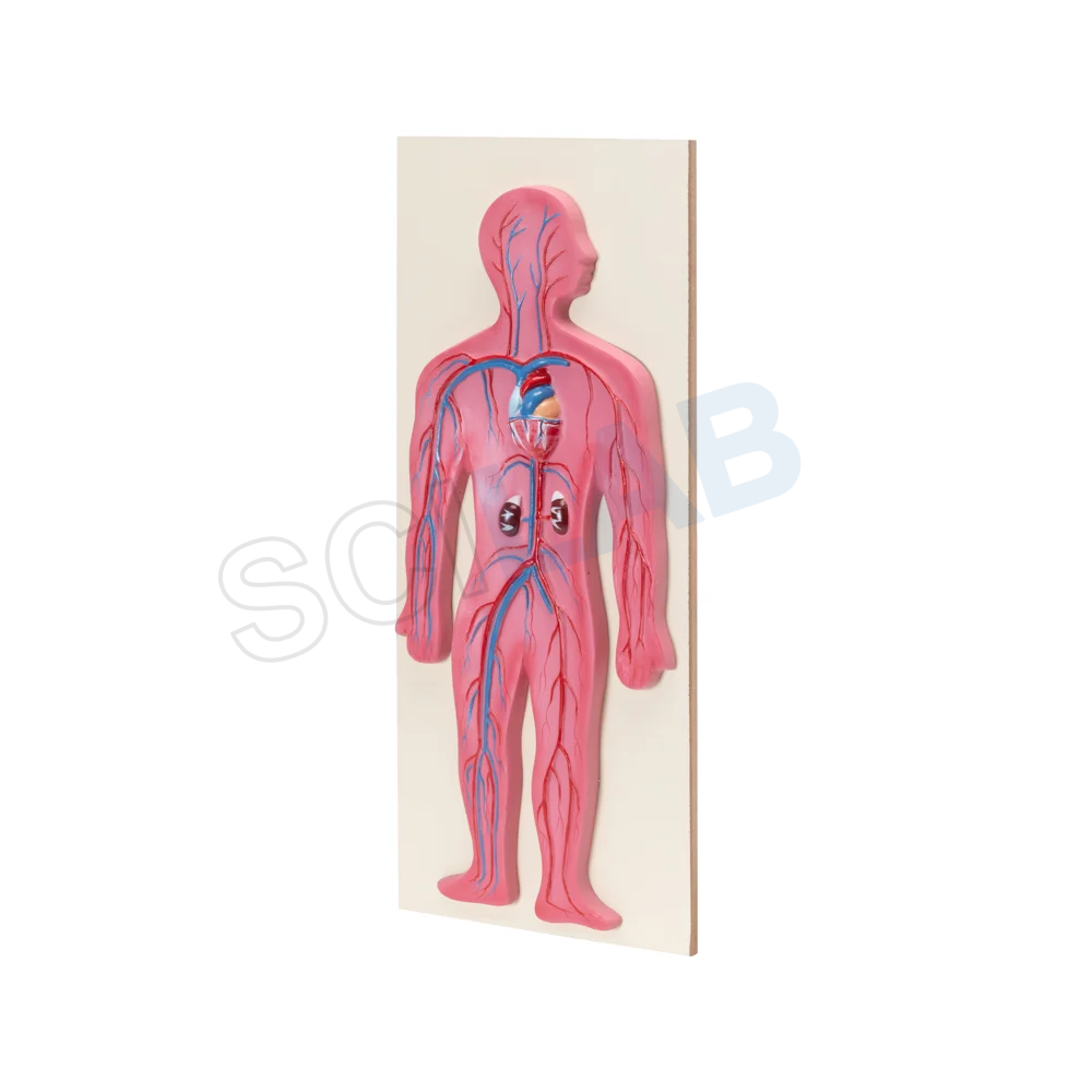 Human Circulatory System Model