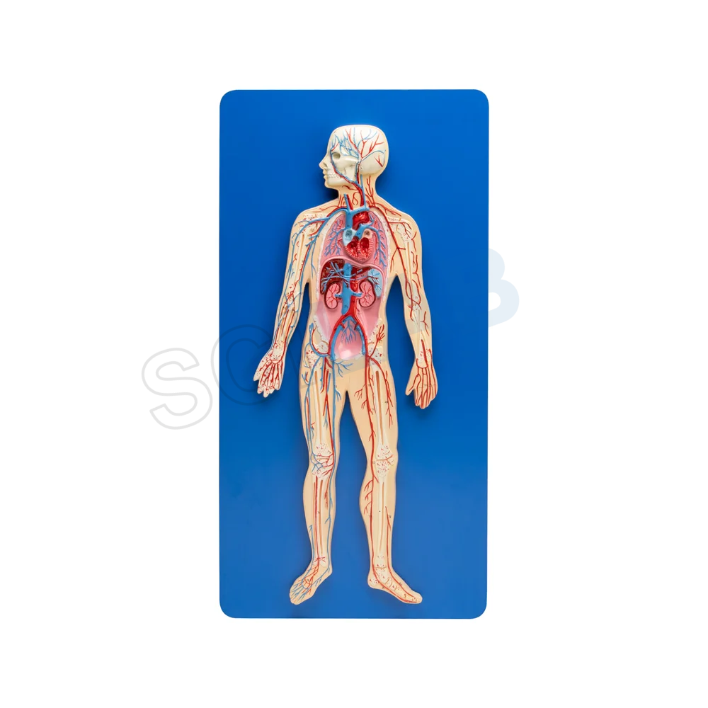 Human Circulatory System