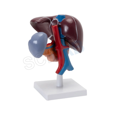 Liver, Pancreas & Duodenum Model