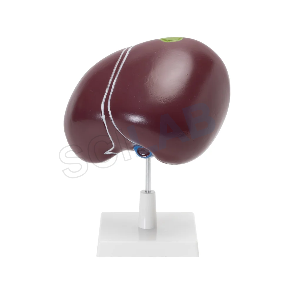 Human Liver with Gallbladder Model
