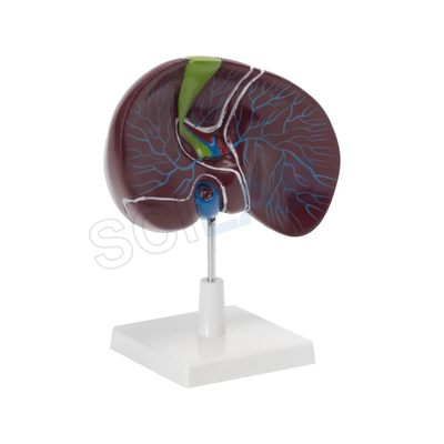 Human Liver with Gallbladder Model