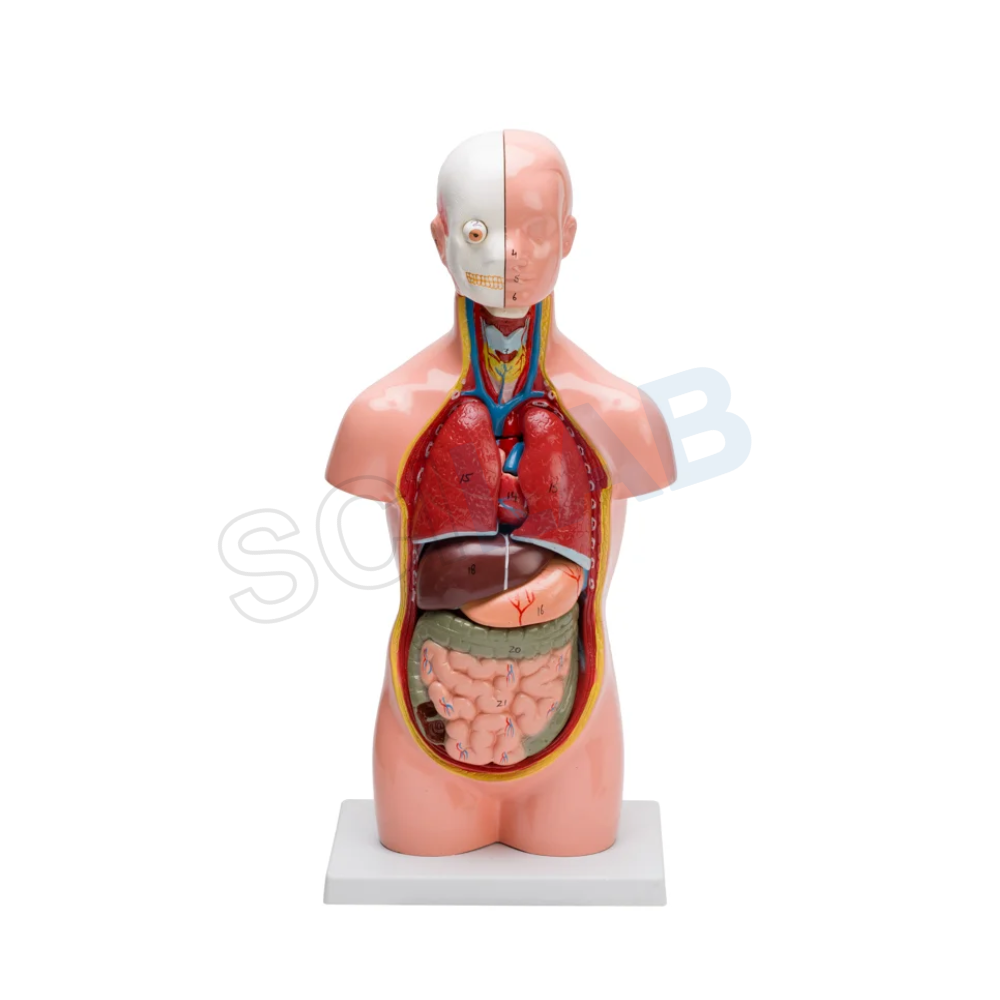 Human Torso Small