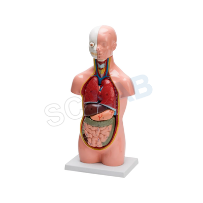 Human Torso Small