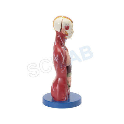 Human Torso Mini