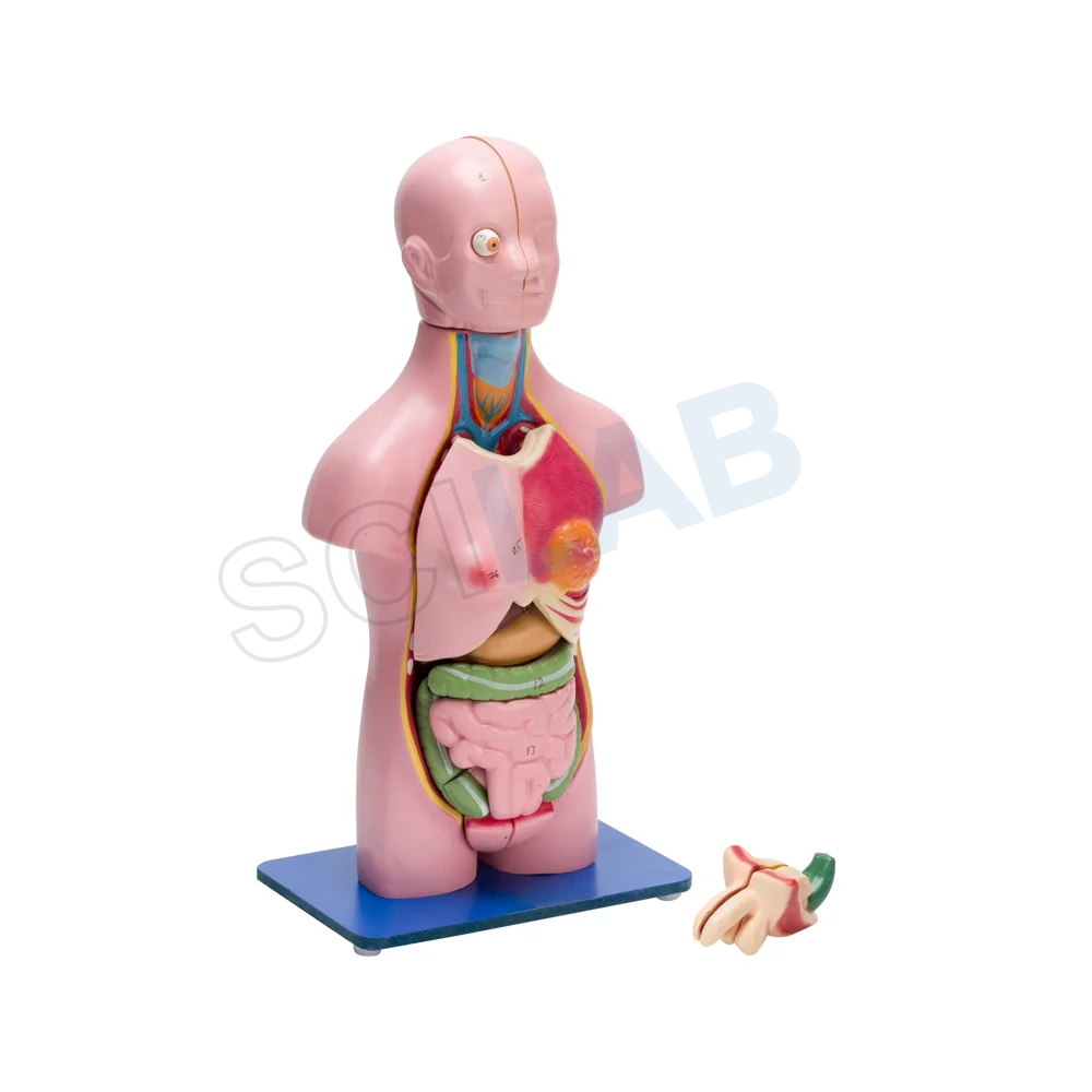 Torso Model Male/female Small (23 Parts)
