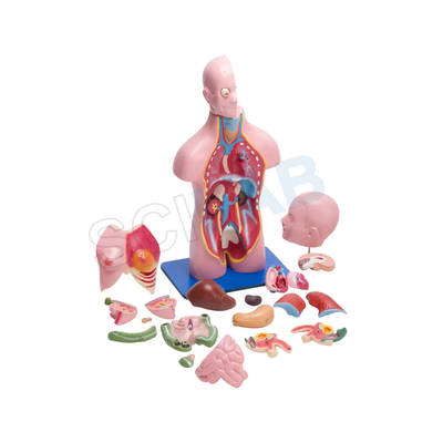 Torso Model Male/female Small (23 Parts)