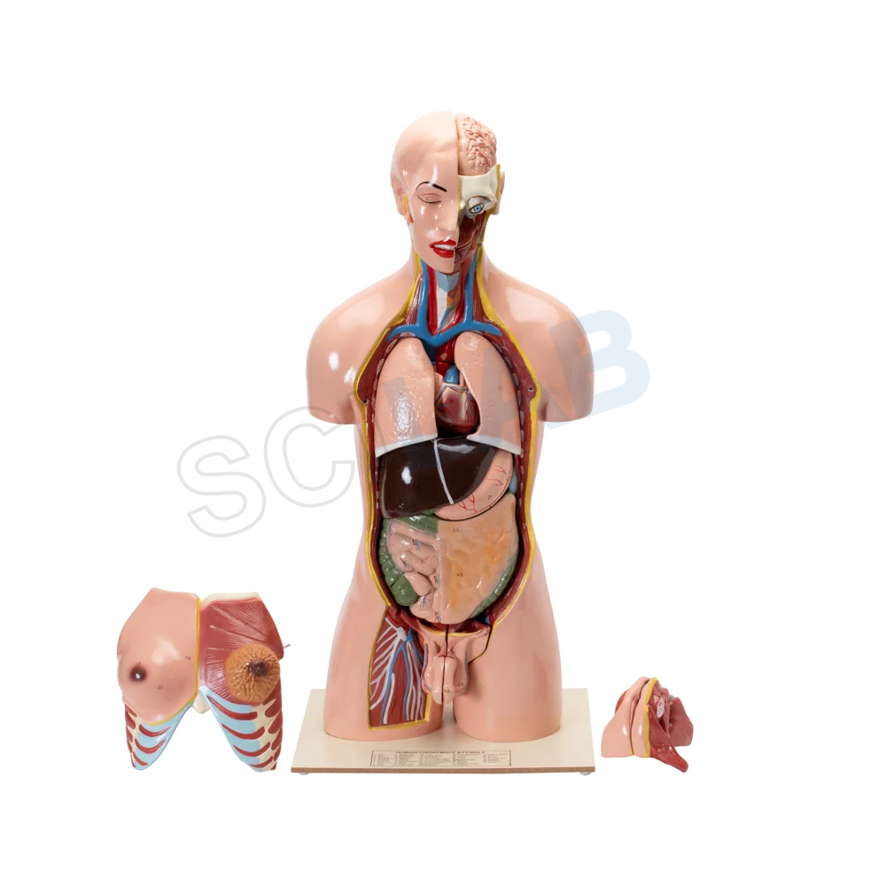 Human Torso with Interchangeable Organs