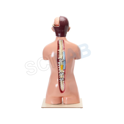 Human Torso with Interchangeable Organs