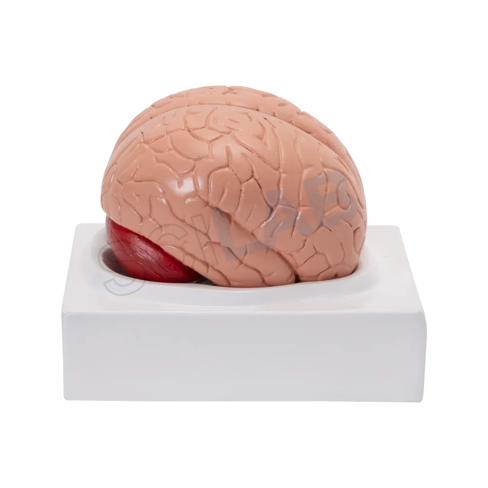 Life-Size Human Brain Model (2 Parts)