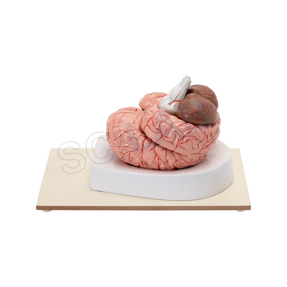 Human Brain Model (8 Parts)