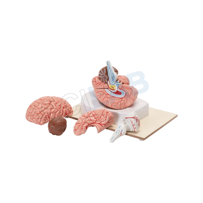 Human Brain Model (8 Parts)